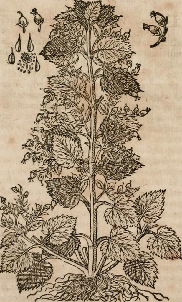 An illustration from Caspari Bavhini ... theatri botanici in qvo plantæ svpra sexcentæ ab ipso primum descriptæ cum plurimis figuris proponuntur, 1671, leaf 121