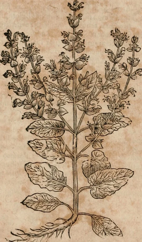 An illustration from Caspari Bavhini ... theatri botanici in qvo plantæ svpra sexcentæ ab ipso primum descriptæ cum plurimis figuris proponuntur, 1671, leaf 123