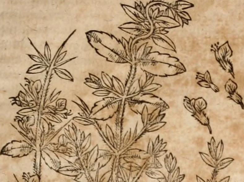 An illustration from Caspari Bavhini ... theatri botanici in qvo plantæ svpra sexcentæ ab ipso primum descriptæ cum plurimis figuris proponuntur, 1671, leaf 126