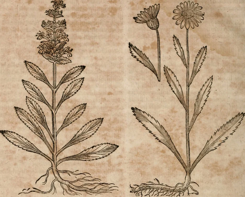An illustration from Caspari Bavhini ... theatri botanici in qvo plantæ svpra sexcentæ ab ipso primum descriptæ cum plurimis figuris proponuntur, 1671, leaf 129