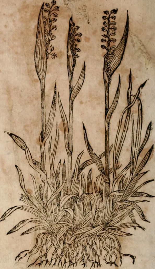 An illustration from Caspari Bavhini ... theatri botanici in qvo plantæ svpra sexcentæ ab ipso primum descriptæ cum plurimis figuris proponuntur, 1671, leaf 13
