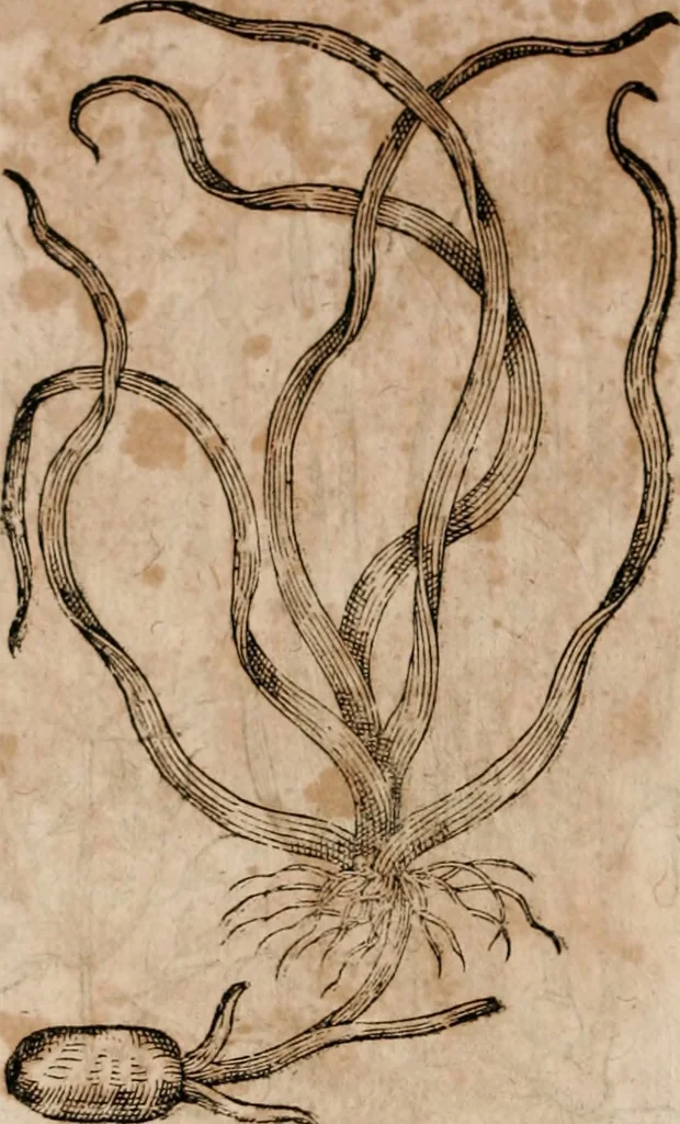 An illustration from Caspari Bavhini ... theatri botanici in qvo plantæ svpra sexcentæ ab ipso primum descriptæ cum plurimis figuris proponuntur, 1671, leaf 13