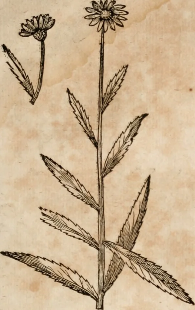 An illustration from Caspari Bavhini ... theatri botanici in qvo plantæ svpra sexcentæ ab ipso primum descriptæ cum plurimis figuris proponuntur, 1671, leaf 130