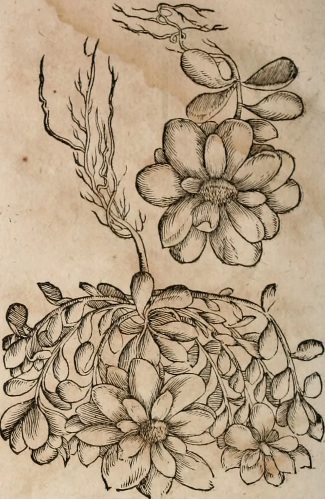 An illustration from Caspari Bavhini ... theatri botanici in qvo plantæ svpra sexcentæ ab ipso primum descriptæ cum plurimis figuris proponuntur, 1671, leaf 131