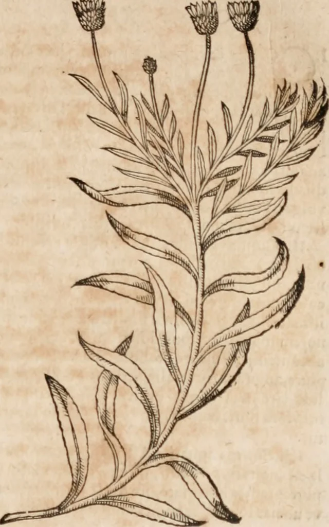 An illustration from Caspari Bavhini ... theatri botanici in qvo plantæ svpra sexcentæ ab ipso primum descriptæ cum plurimis figuris proponuntur, 1671, leaf 132