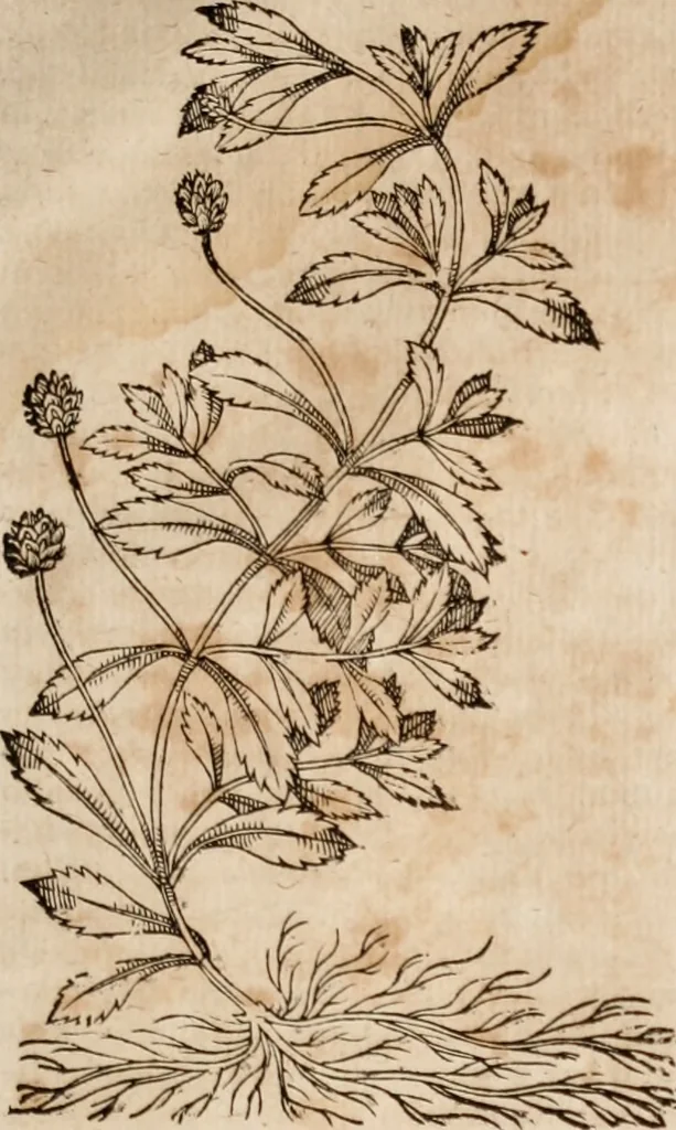 An illustration from Caspari Bavhini ... theatri botanici in qvo plantæ svpra sexcentæ ab ipso primum descriptæ cum plurimis figuris proponuntur, 1671, leaf 134