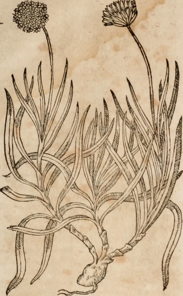 An illustration from Caspari Bavhini ... theatri botanici in qvo plantæ svpra sexcentæ ab ipso primum descriptæ cum plurimis figuris proponuntur, 1671, leaf 136