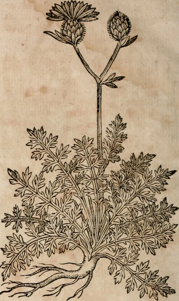 An illustration from Caspari Bavhini ... theatri botanici in qvo plantæ svpra sexcentæ ab ipso primum descriptæ cum plurimis figuris proponuntur, 1671, leaf 137