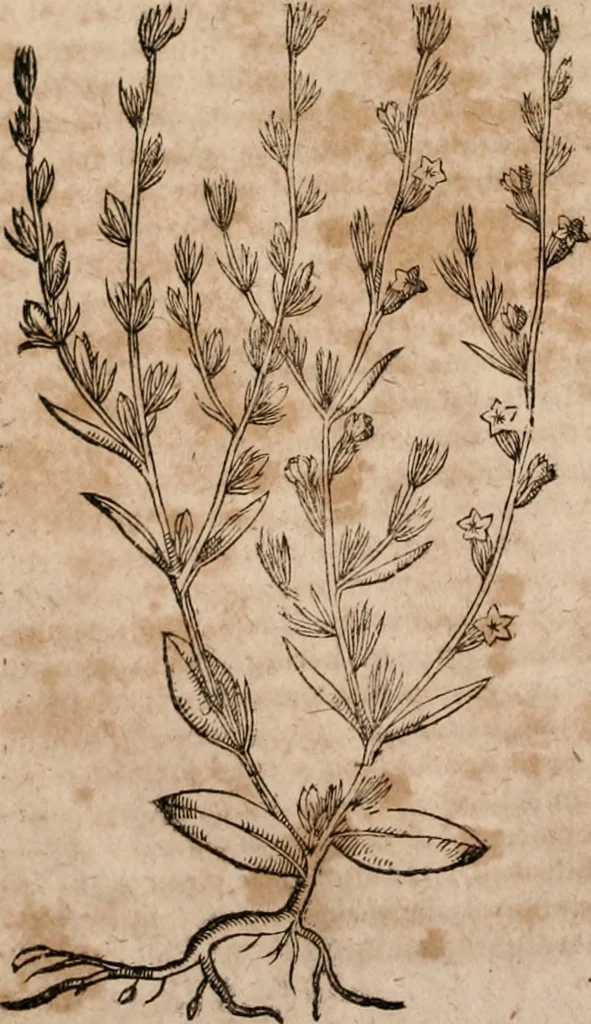 An illustration from Caspari Bavhini ... theatri botanici in qvo plantæ svpra sexcentæ ab ipso primum descriptæ cum plurimis figuris proponuntur, 1671, leaf 139