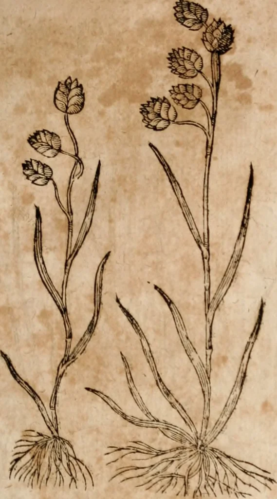 An illustration from Caspari Bavhini ... theatri botanici in qvo plantæ svpra sexcentæ ab ipso primum descriptæ cum plurimis figuris proponuntur, 1671, leaf 14