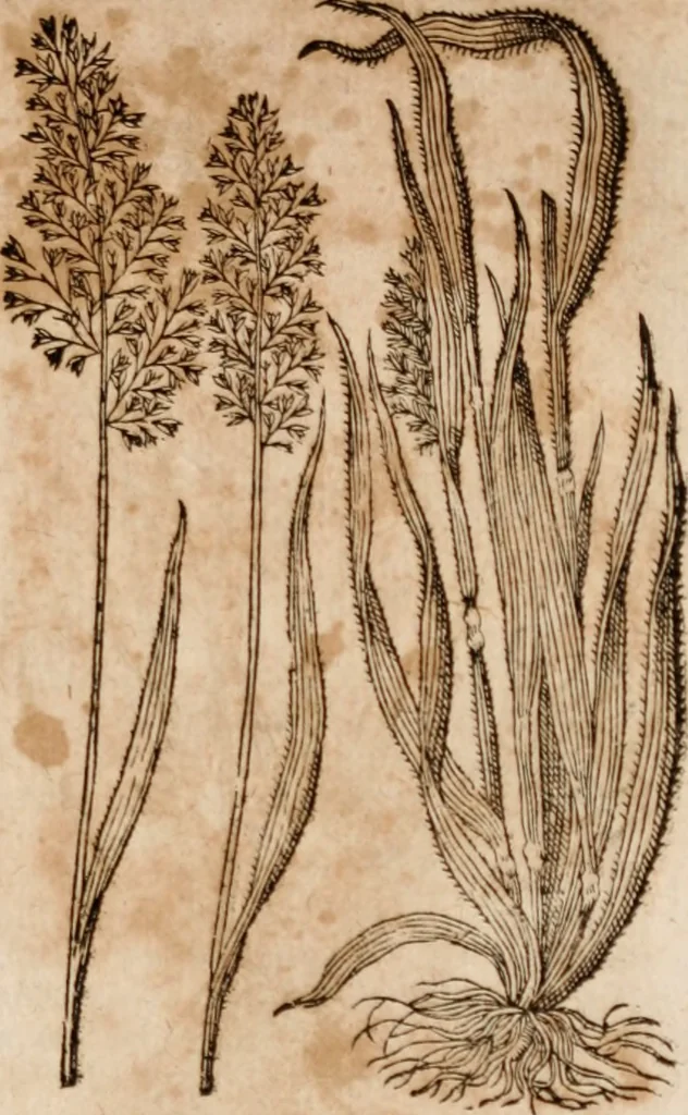 An illustration from Caspari Bavhini ... theatri botanici in qvo plantæ svpra sexcentæ ab ipso primum descriptæ cum plurimis figuris proponuntur, 1671, leaf 14
