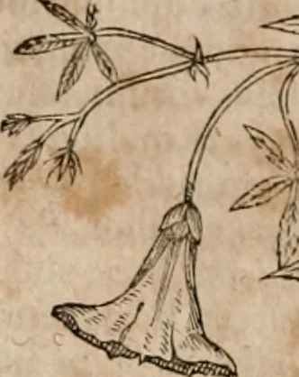 An illustration from Caspari Bavhini ... theatri botanici in qvo plantæ svpra sexcentæ ab ipso primum descriptæ cum plurimis figuris proponuntur, 1671, leaf 143