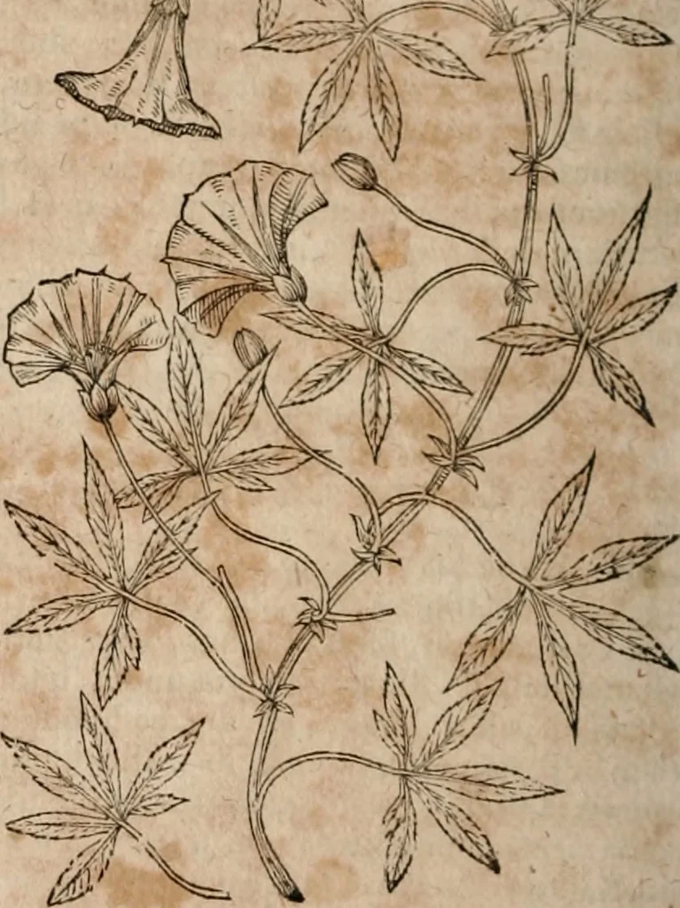 An illustration from Caspari Bavhini ... theatri botanici in qvo plantæ svpra sexcentæ ab ipso primum descriptæ cum plurimis figuris proponuntur, 1671, leaf 143