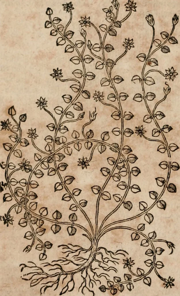 An illustration from Caspari Bavhini ... theatri botanici in qvo plantæ svpra sexcentæ ab ipso primum descriptæ cum plurimis figuris proponuntur, 1671, leaf 145