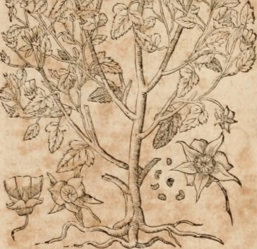 An illustration from Caspari Bavhini ... theatri botanici in qvo plantæ svpra sexcentæ ab ipso primum descriptæ cum plurimis figuris proponuntur, 1671, leaf 146