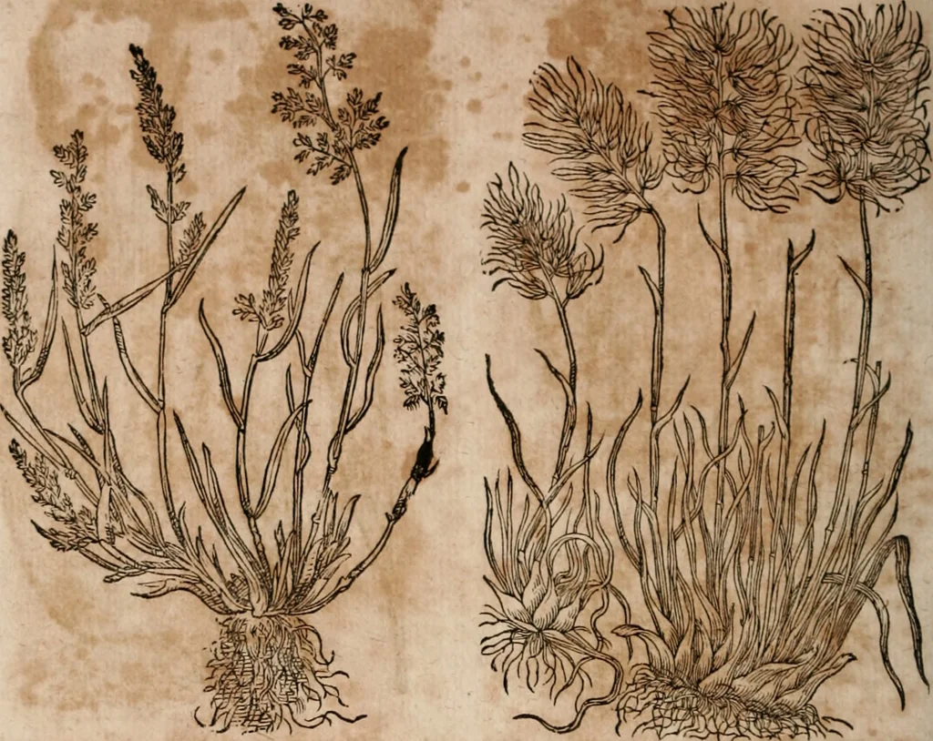 An illustration from Caspari Bavhini ... theatri botanici in qvo plantæ svpra sexcentæ ab ipso primum descriptæ cum plurimis figuris proponuntur, 1671, leaf 15