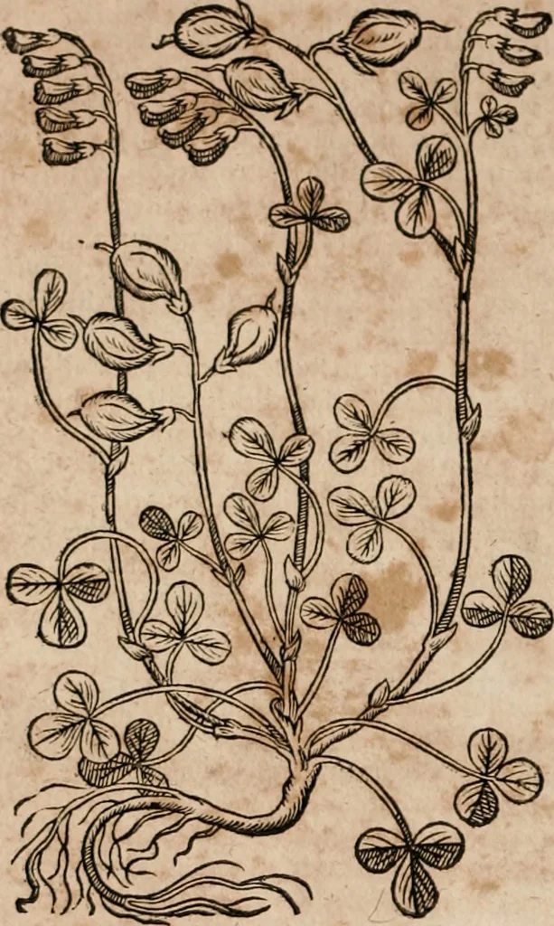 An illustration from Caspari Bavhini ... theatri botanici in qvo plantæ svpra sexcentæ ab ipso primum descriptæ cum plurimis figuris proponuntur, 1671, leaf 151