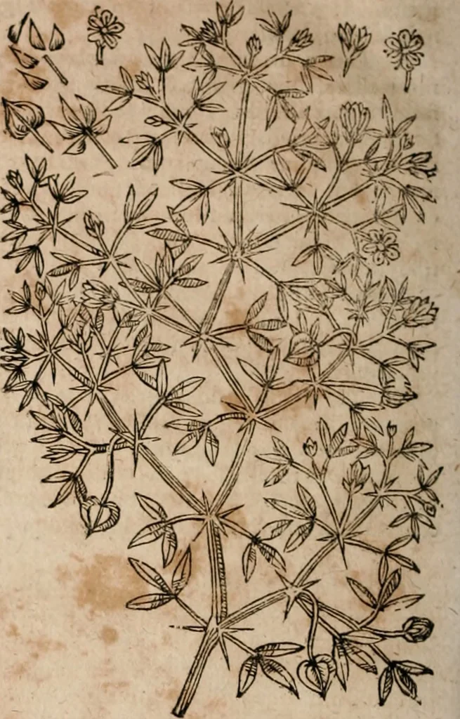 An illustration from Caspari Bavhini ... theatri botanici in qvo plantæ svpra sexcentæ ab ipso primum descriptæ cum plurimis figuris proponuntur, 1671, leaf 151