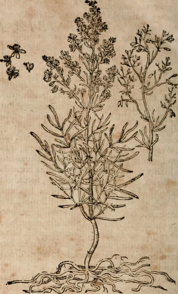 An illustration from Caspari Bavhini ... theatri botanici in qvo plantæ svpra sexcentæ ab ipso primum descriptæ cum plurimis figuris proponuntur, 1671, leaf 155