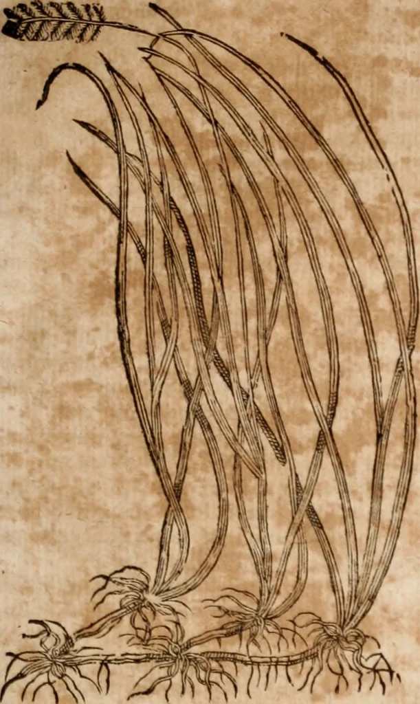 An illustration from Caspari Bavhini ... theatri botanici in qvo plantæ svpra sexcentæ ab ipso primum descriptæ cum plurimis figuris proponuntur, 1671, leaf 16