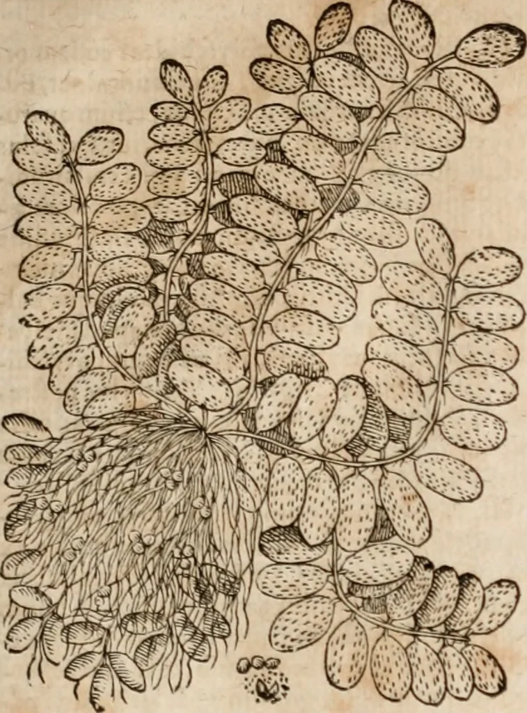 An illustration from Caspari Bavhini ... theatri botanici in qvo plantæ svpra sexcentæ ab ipso primum descriptæ cum plurimis figuris proponuntur, 1671, leaf 162