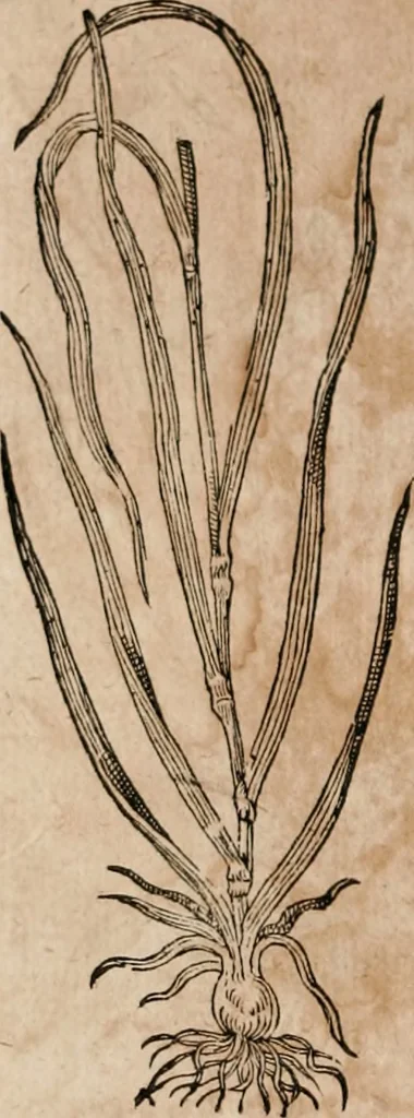 An illustration from Caspari Bavhini ... theatri botanici in qvo plantæ svpra sexcentæ ab ipso primum descriptæ cum plurimis figuris proponuntur, 1671, leaf 19