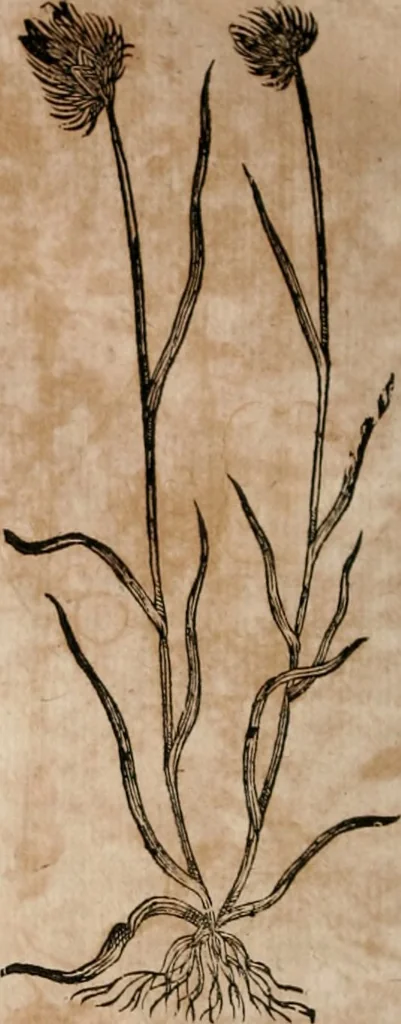 An illustration from Caspari Bavhini ... theatri botanici in qvo plantæ svpra sexcentæ ab ipso primum descriptæ cum plurimis figuris proponuntur, 1671, leaf 19
