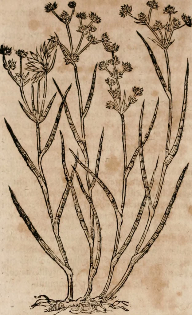 An illustration from Caspari Bavhini ... theatri botanici in qvo plantæ svpra sexcentæ ab ipso primum descriptæ cum plurimis figuris proponuntur, 1671, leaf 21