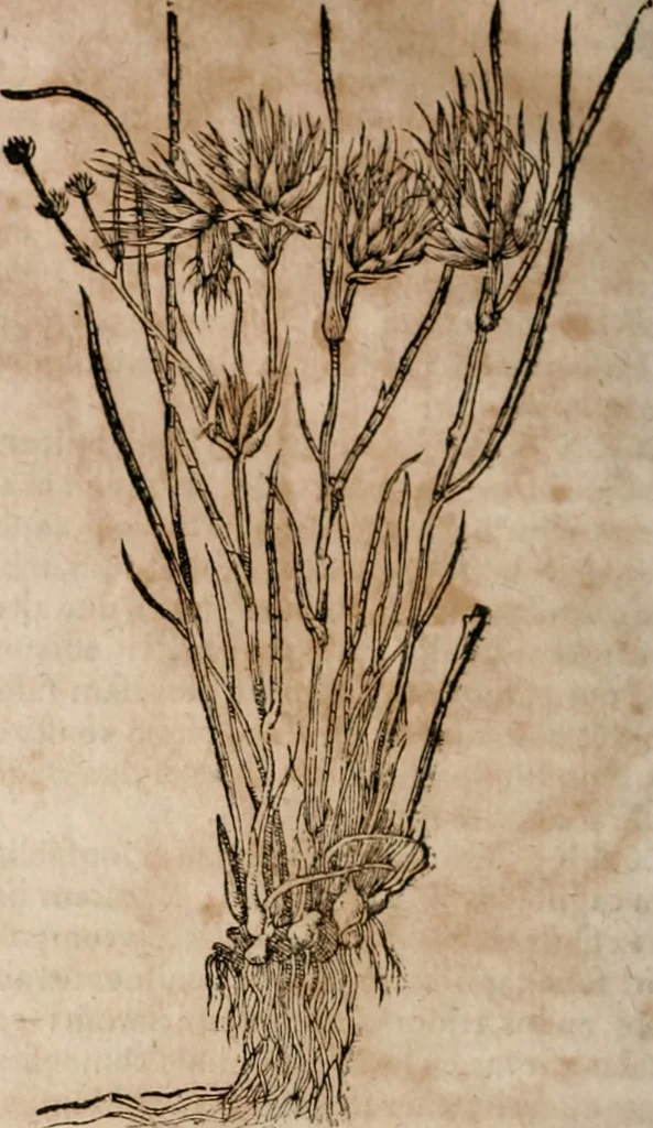 An illustration from Caspari Bavhini ... theatri botanici in qvo plantæ svpra sexcentæ ab ipso primum descriptæ cum plurimis figuris proponuntur, 1671, leaf 21