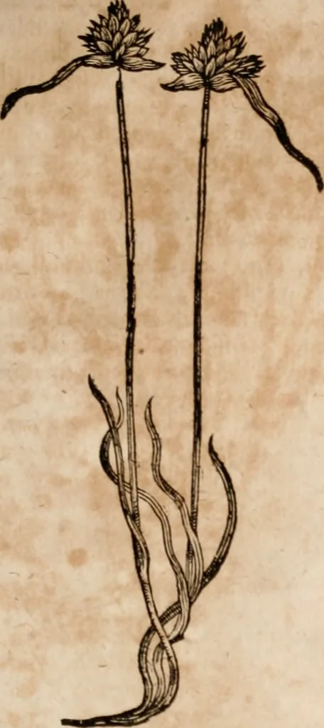 An illustration from Caspari Bavhini ... theatri botanici in qvo plantæ svpra sexcentæ ab ipso primum descriptæ cum plurimis figuris proponuntur, 1671, leaf 22