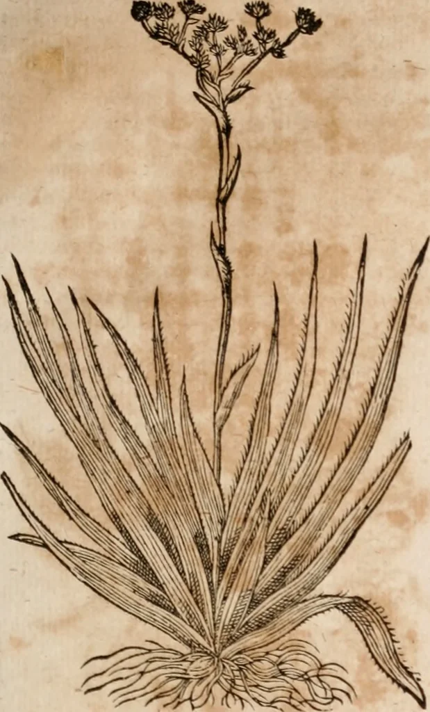 An illustration from Caspari Bavhini ... theatri botanici in qvo plantæ svpra sexcentæ ab ipso primum descriptæ cum plurimis figuris proponuntur, 1671, leaf 24