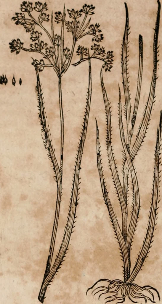 An illustration from Caspari Bavhini ... theatri botanici in qvo plantæ svpra sexcentæ ab ipso primum descriptæ cum plurimis figuris proponuntur, 1671, leaf 25