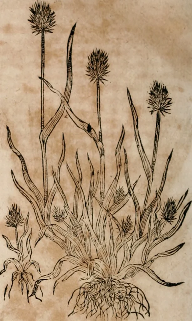 An illustration from Caspari Bavhini ... theatri botanici in qvo plantæ svpra sexcentæ ab ipso primum descriptæ cum plurimis figuris proponuntur, 1671, leaf 25