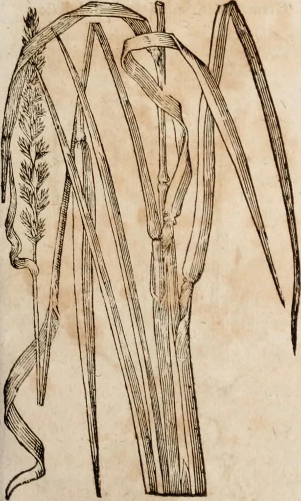 An illustration from Caspari Bavhini ... theatri botanici in qvo plantæ svpra sexcentæ ab ipso primum descriptæ cum plurimis figuris proponuntur, 1671, leaf 26