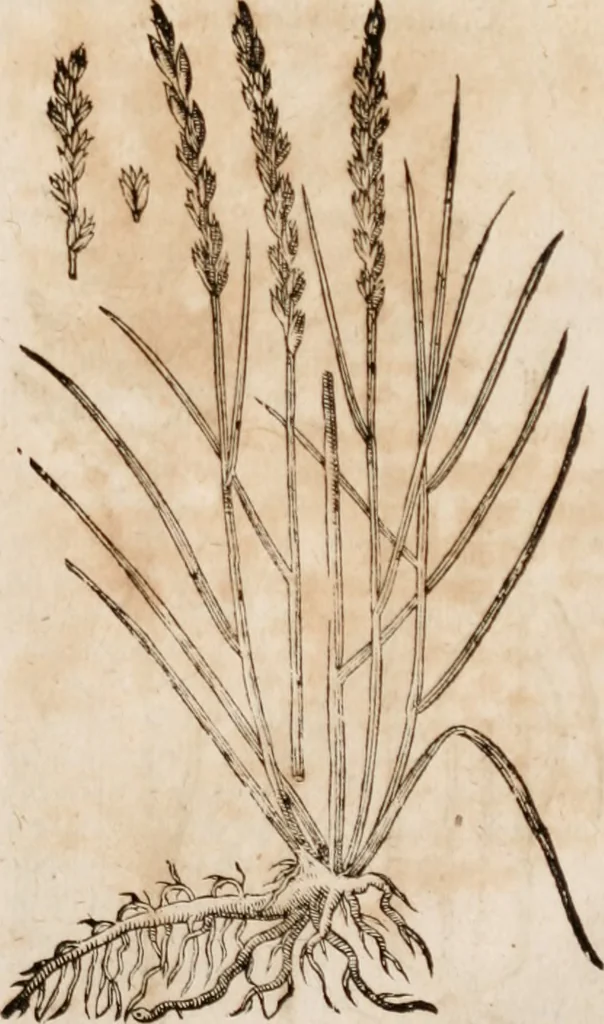 An illustration from Caspari Bavhini ... theatri botanici in qvo plantæ svpra sexcentæ ab ipso primum descriptæ cum plurimis figuris proponuntur, 1671, leaf 26
