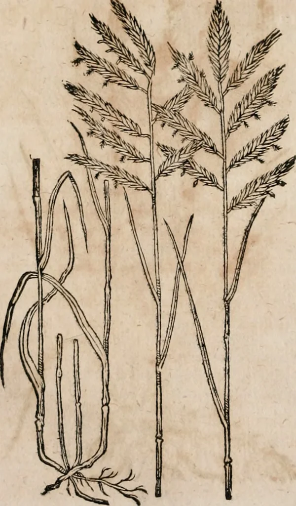 An illustration from Caspari Bavhini ... theatri botanici in qvo plantæ svpra sexcentæ ab ipso primum descriptæ cum plurimis figuris proponuntur, 1671, leaf 27