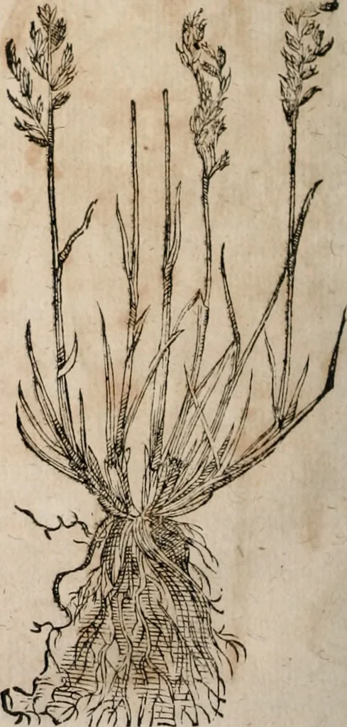 An illustration from Caspari Bavhini ... theatri botanici in qvo plantæ svpra sexcentæ ab ipso primum descriptæ cum plurimis figuris proponuntur, 1671, leaf 27