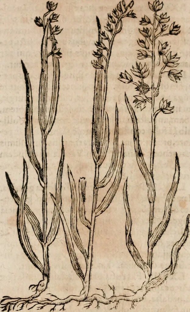 An illustration from Caspari Bavhini ... theatri botanici in qvo plantæ svpra sexcentæ ab ipso primum descriptæ cum plurimis figuris proponuntur, 1671, leaf 29