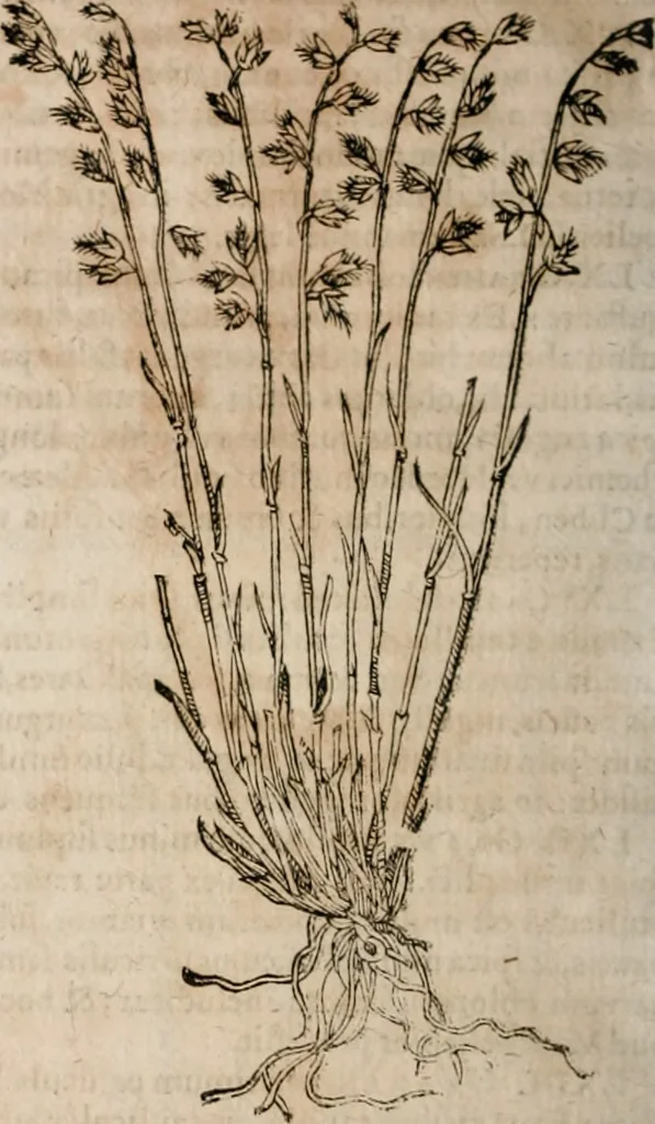 An illustration from Caspari Bavhini ... theatri botanici in qvo plantæ svpra sexcentæ ab ipso primum descriptæ cum plurimis figuris proponuntur, 1671, leaf 29