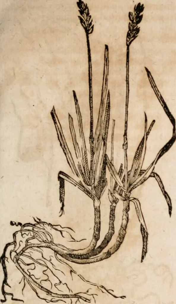 An illustration from Caspari Bavhini ... theatri botanici in qvo plantæ svpra sexcentæ ab ipso primum descriptæ cum plurimis figuris proponuntur, 1671, leaf 30