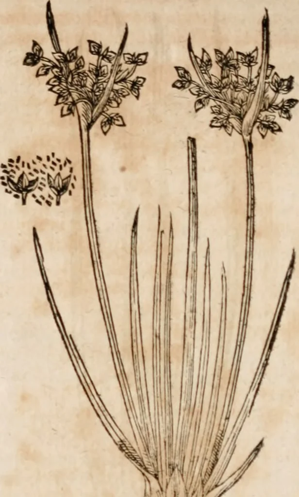 An illustration from Caspari Bavhini ... theatri botanici in qvo plantæ svpra sexcentæ ab ipso primum descriptæ cum plurimis figuris proponuntur, 1671, leaf 30
