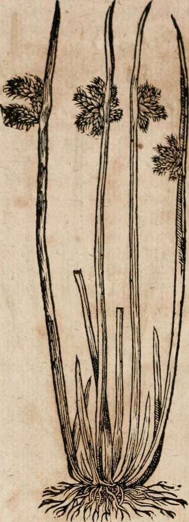 An illustration from Caspari Bavhini ... theatri botanici in qvo plantæ svpra sexcentæ ab ipso primum descriptæ cum plurimis figuris proponuntur, 1671, leaf 31