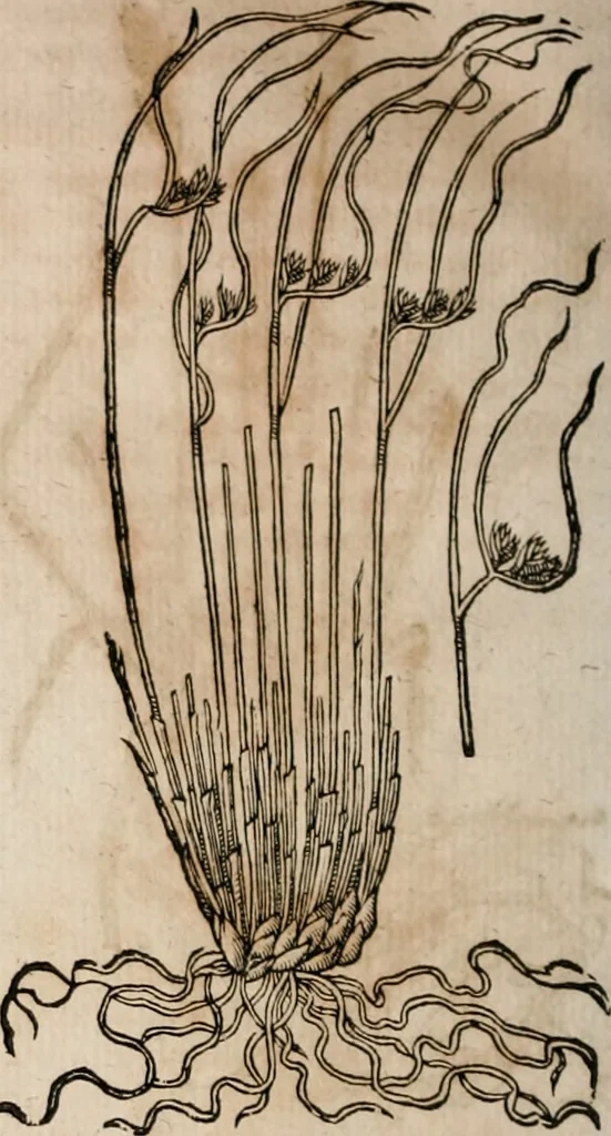 An illustration from Caspari Bavhini ... theatri botanici in qvo plantæ svpra sexcentæ ab ipso primum descriptæ cum plurimis figuris proponuntur, 1671, leaf 31