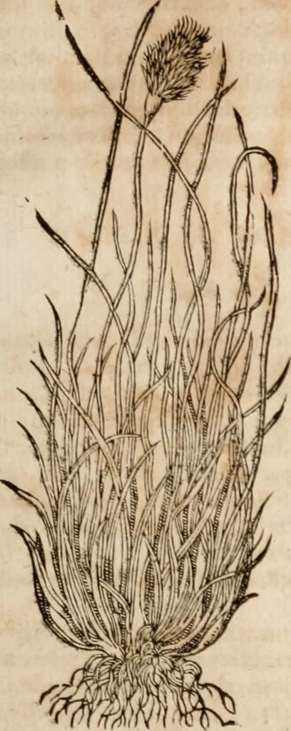 An illustration from Caspari Bavhini ... theatri botanici in qvo plantæ svpra sexcentæ ab ipso primum descriptæ cum plurimis figuris proponuntur, 1671, leaf 32