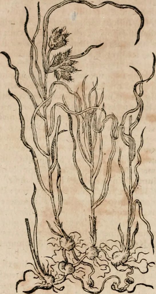 An illustration from Caspari Bavhini ... theatri botanici in qvo plantæ svpra sexcentæ ab ipso primum descriptæ cum plurimis figuris proponuntur, 1671, leaf 33