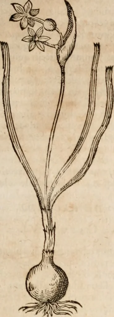 An illustration from Caspari Bavhini ... theatri botanici in qvo plantæ svpra sexcentæ ab ipso primum descriptæ cum plurimis figuris proponuntur, 1671, leaf 36