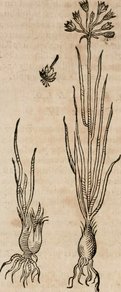 An illustration from Caspari Bavhini ... theatri botanici in qvo plantæ svpra sexcentæ ab ipso primum descriptæ cum plurimis figuris proponuntur, 1671, leaf 37