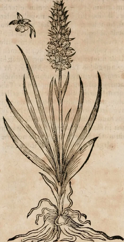 An illustration from Caspari Bavhini ... theatri botanici in qvo plantæ svpra sexcentæ ab ipso primum descriptæ cum plurimis figuris proponuntur, 1671, leaf 39