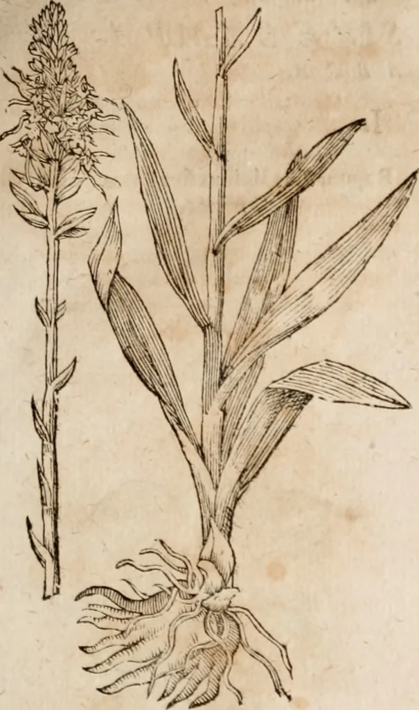 An illustration from Caspari Bavhini ... theatri botanici in qvo plantæ svpra sexcentæ ab ipso primum descriptæ cum plurimis figuris proponuntur, 1671, leaf 40