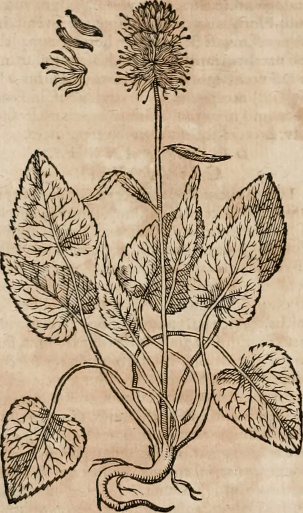 An illustration from Caspari Bavhini ... theatri botanici in qvo plantæ svpra sexcentæ ab ipso primum descriptæ cum plurimis figuris proponuntur, 1671, leaf 41